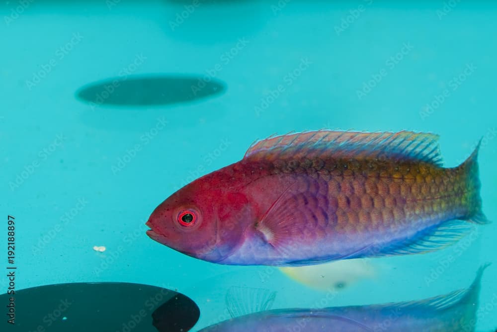 Red Velvet Wrasse (Cirrhilabrus rubrisquamis)