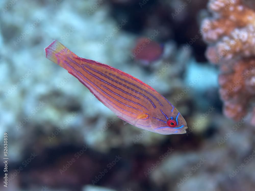 Red sea flasher wrasse