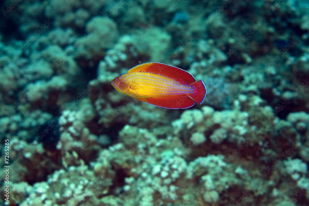 red sea flasher wrasse (paracheilinus octotaenia)