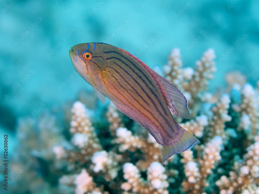 Red sea flasher wrasse