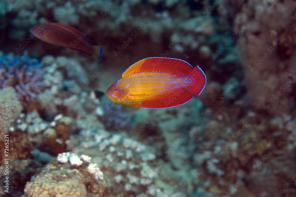 red sea flasher wrasse (paracheilinus octotaenia)