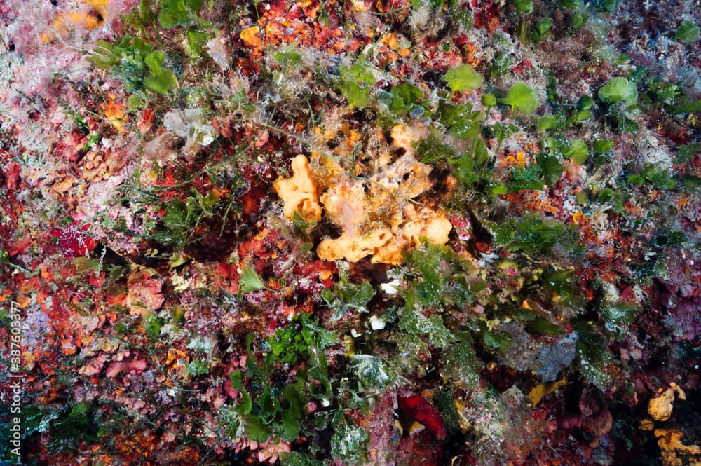 Green seaweed, Flabellia petiolata, in competition with invasive seaweed, Caulerpa recemosa, Gokova Bay Turkey