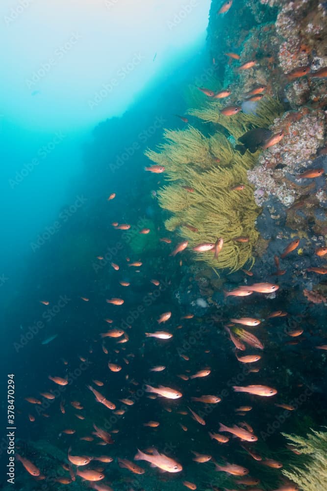 Cardinalfish Swimming Underwater, Galapagos Islands, Ecuador