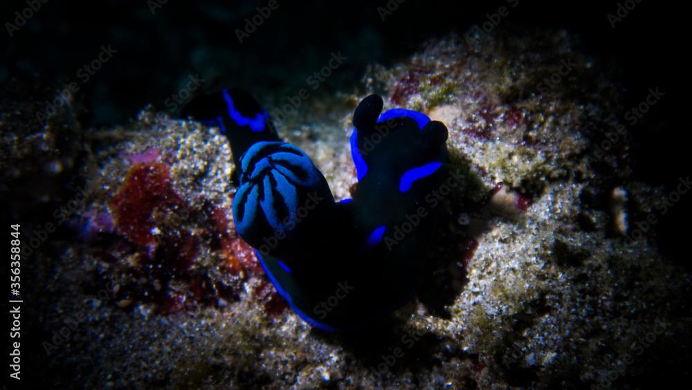 Gloomy tambja (Tambja morosa) with its bright display