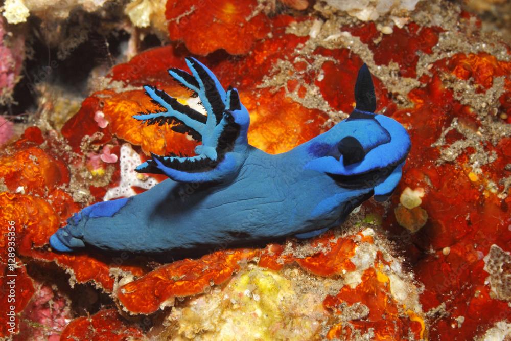 Nudibranch, Tambja morosa