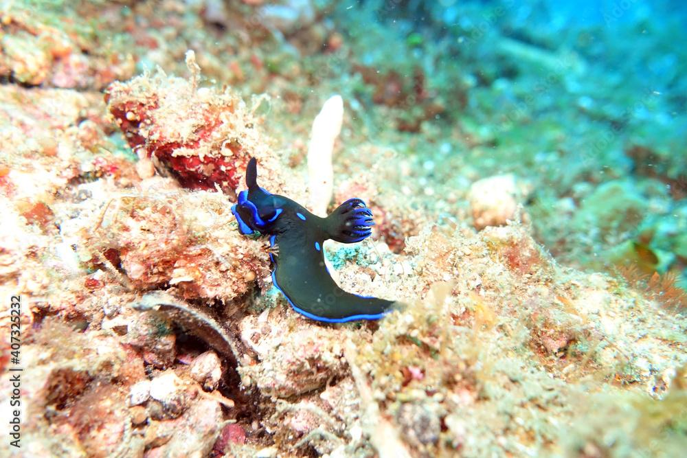 Tambja morosa Düstere -  Nacktschnecke