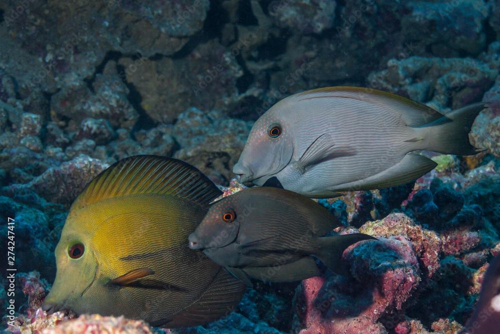 black surgeonfish (Ctenochaetus hawaiiensis), Moorea island, French Polynesia.