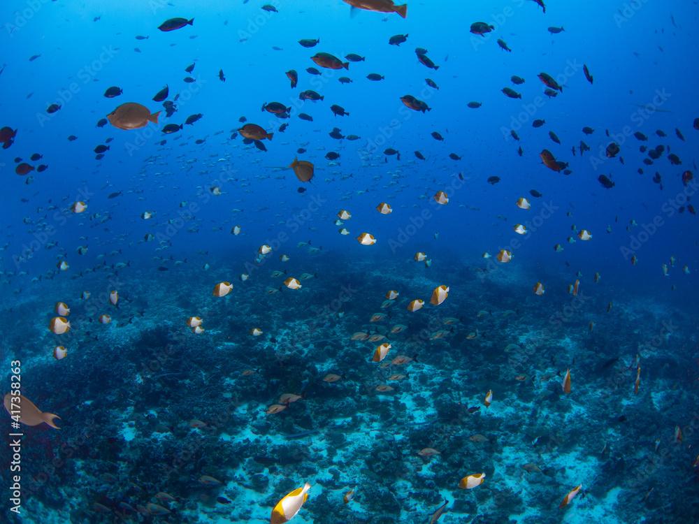 School of reef fish (Pyramid butterflyfish, Hawaiian surgeonfish and Humpback red snapper) in a coral reef (Rangiroa, Tuamotu Islands, French Polynesia in 2012)