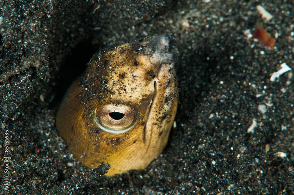 scuba diving lembeh indonesia blacksaddle snake eel