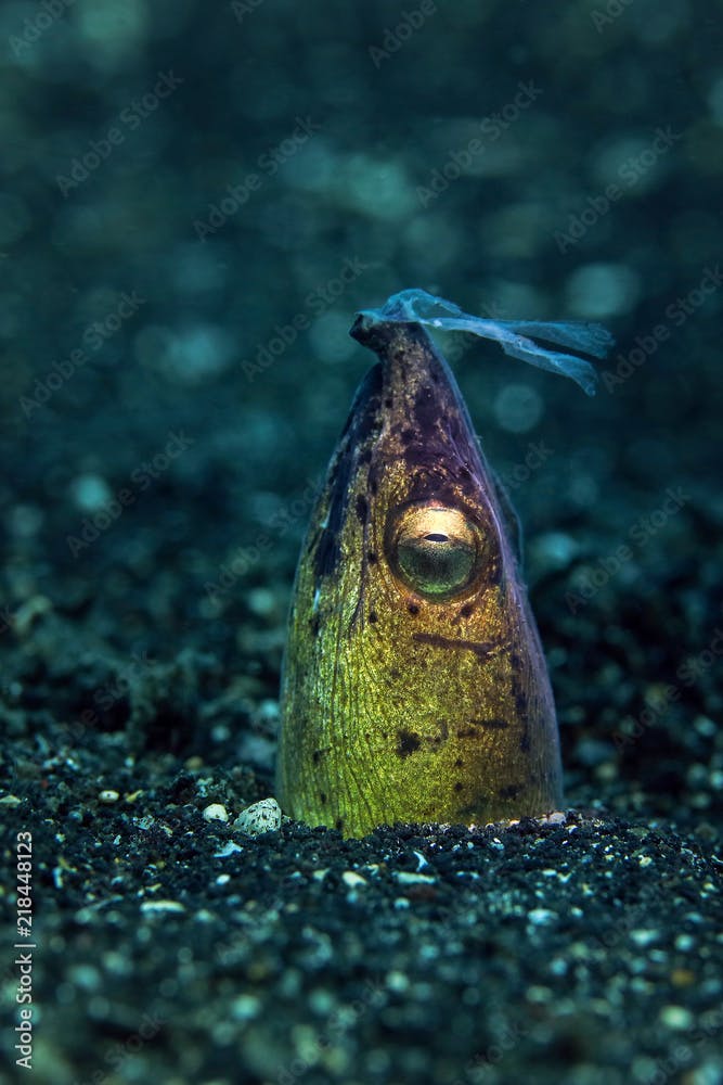 Dark-shouldered snake eel (Ophichthus cephalozona) at the night time. Picture was taken in Lembeh strait, Indonesia