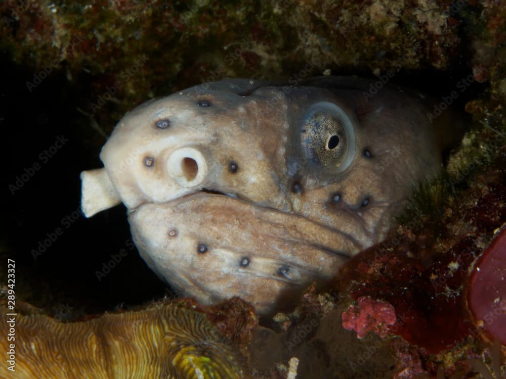 Dark-shouldered snake eel