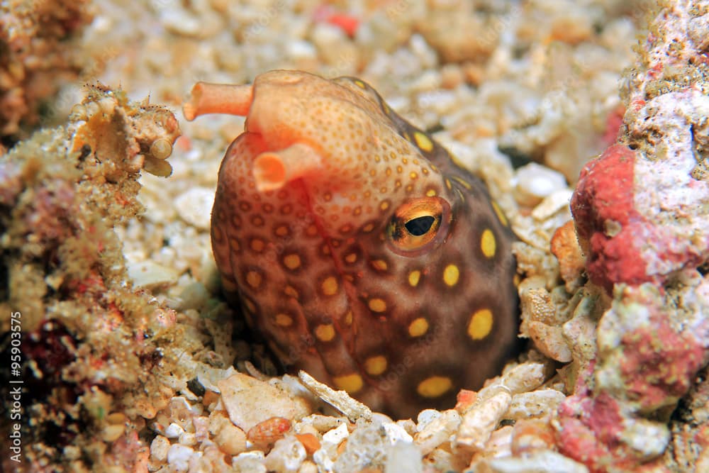 Many-eyed Snake Eel (Ophichthus Polyophthalmus, aka Large-spotted Snake Eel), Sticking up Its Head from the Sand. Padang Bai, Bali, Indonesia