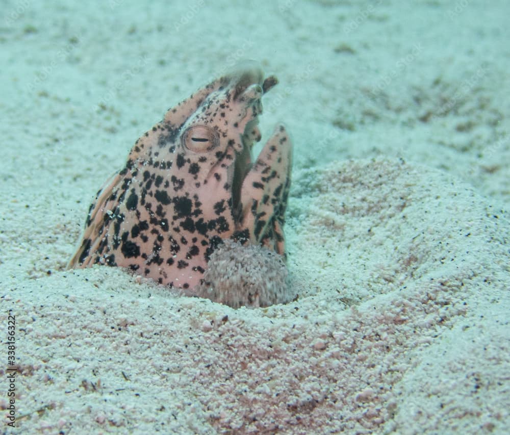 Freckled Snake Eel, Puako dive site, Big Island Hawaii. 