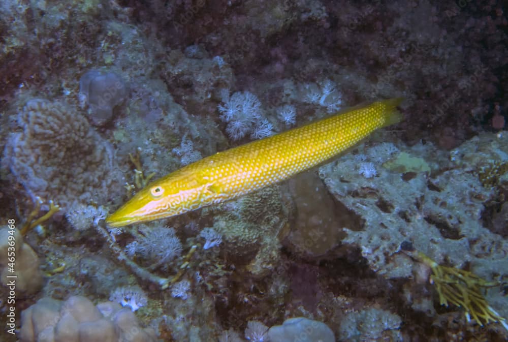 A Cigar Wrasse (Cheilio inermis) in the Red Sea