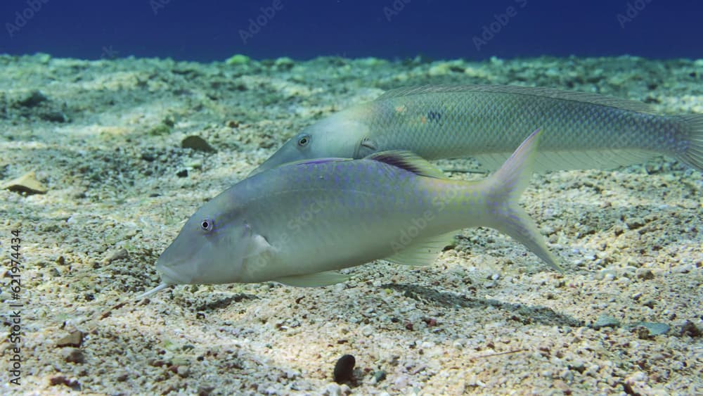 Close-up of Cinnabar Goatfish (Parupeneus heptacanthus) with Cigar Wrasse (Cheilio inermis) feeding on sand seabed on sunny day in bright sunbeams, Red sea, Egypt