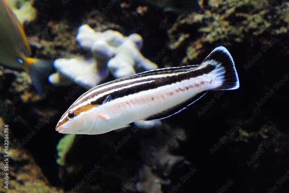 YELLOWSTRIPE CORIS, Female (Coris flavovittata)