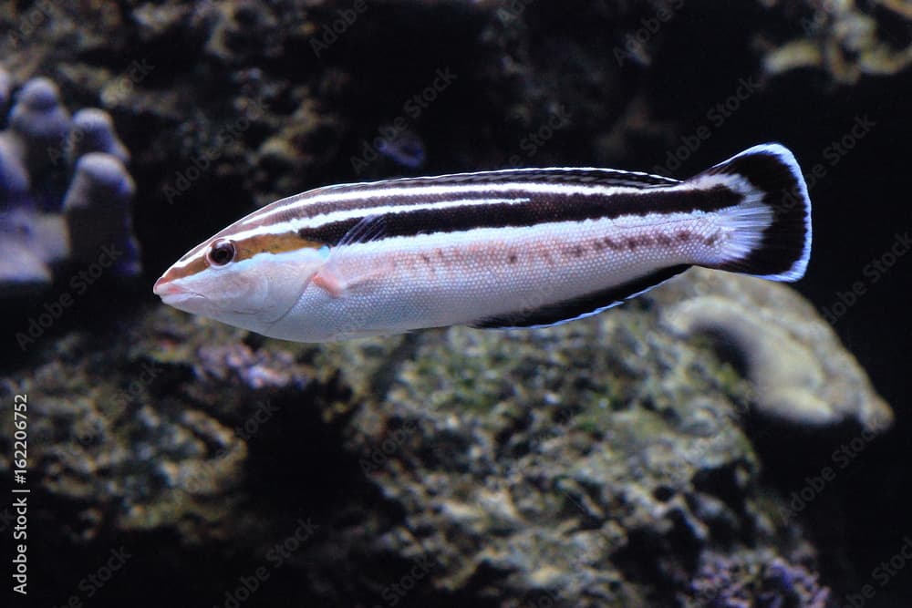 YELLOWSTRIPE CORIS, Female (Coris flavovittata)