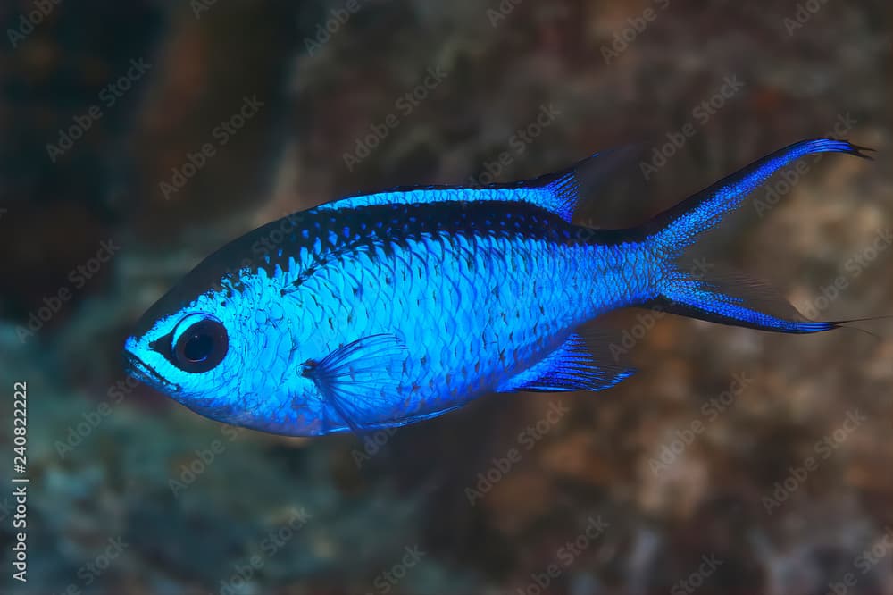 Blue Reef Chromis (Chromis cyaneus) on the Reefs of Bonaire