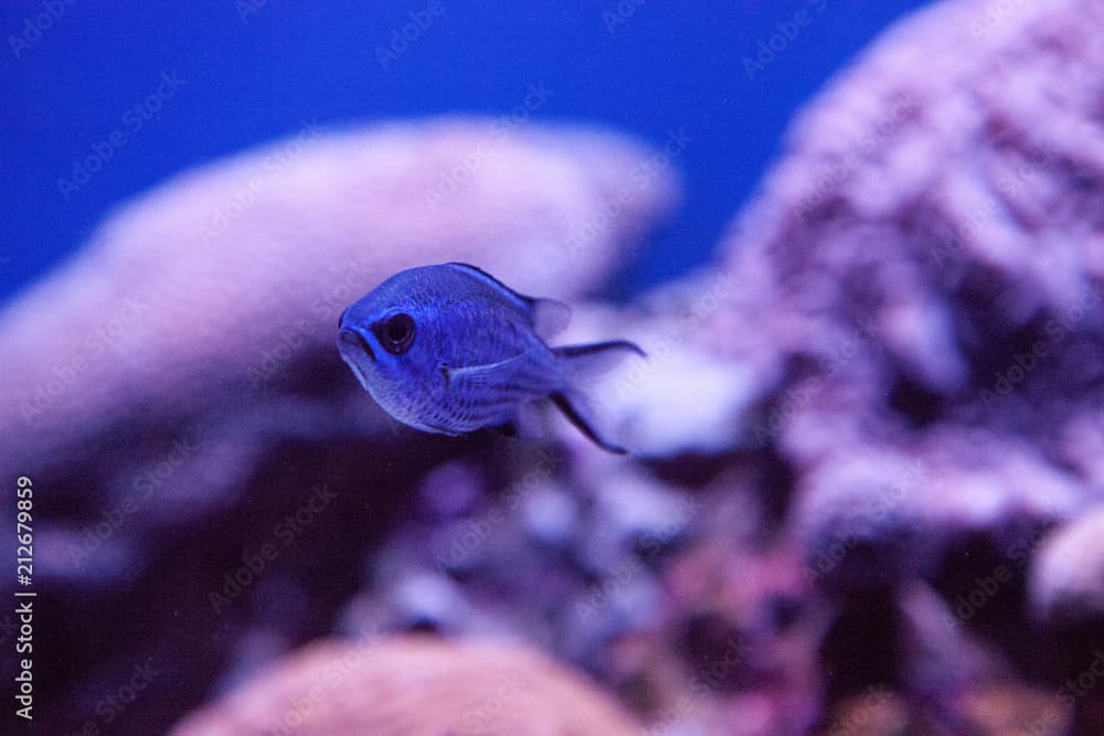 Blue reef chromis damselfish Chromis cyaneus