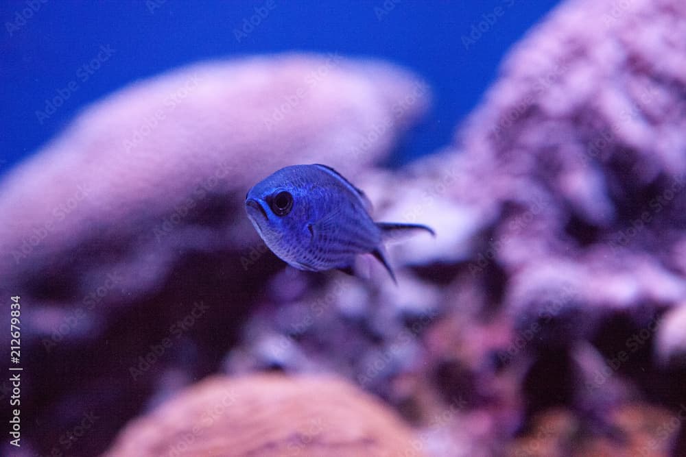 Blue reef chromis damselfish Chromis cyaneus