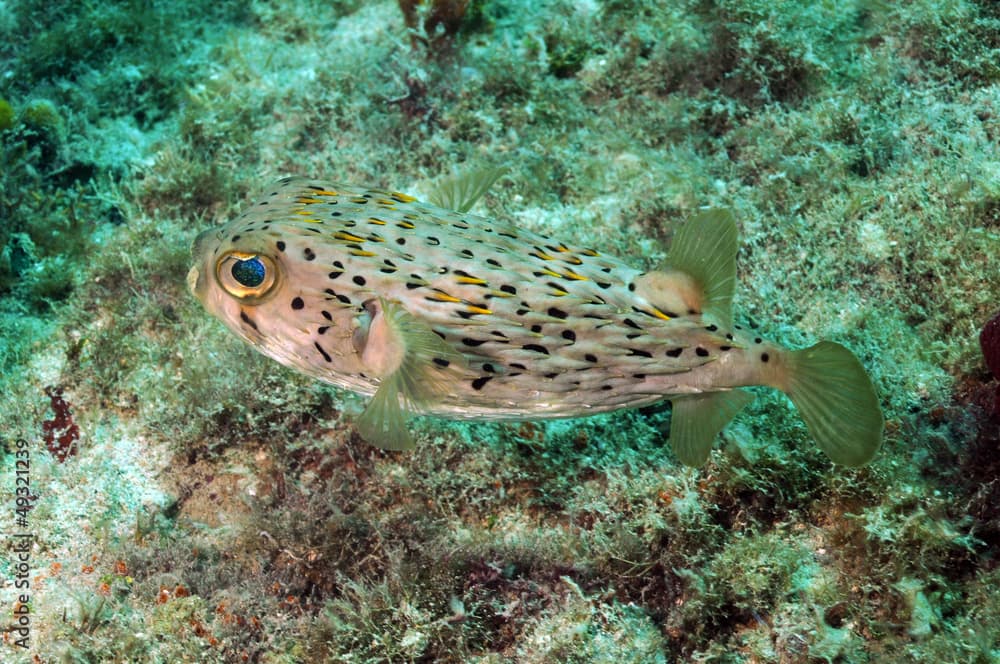 Blowfish in ocean