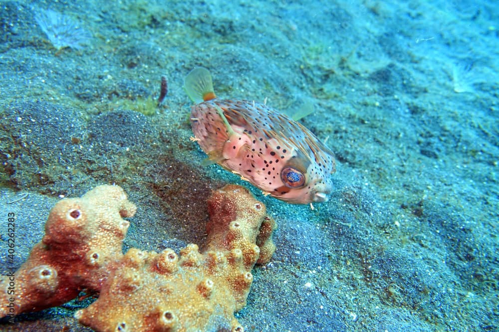 Diodon holocanthus - Langstachel-Igelfish