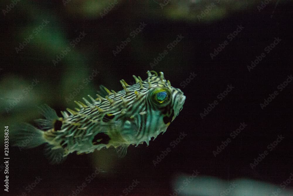 Balloonfish Diodon holocanthus swims along a marine reef