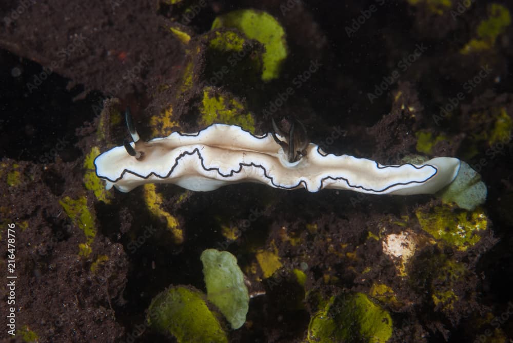 Doriprismatica atromarginata Nudibranch