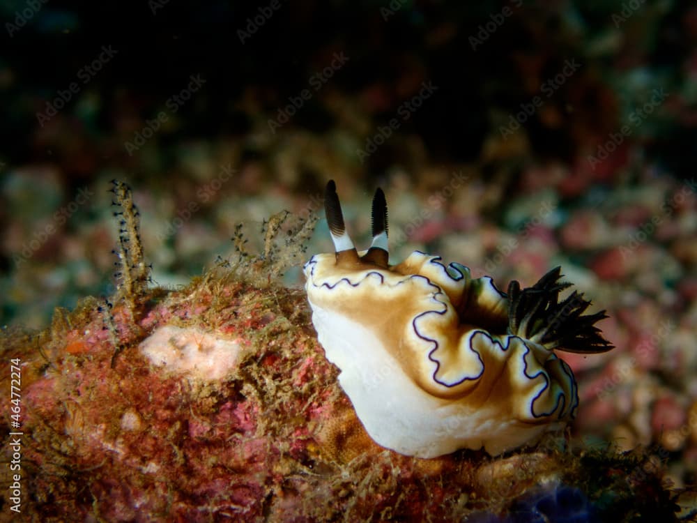 Dark Margin Glossodoris nudibranch or seaslug(Doriprismatica atromarginata) near Puerto Galera, Oriental Mindoro, Philippines.  Underwater photography and sealife.