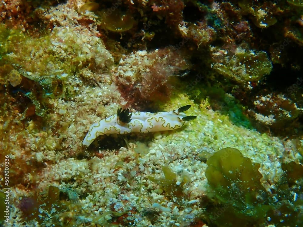 Doriprismatica atromarginata in Kume island