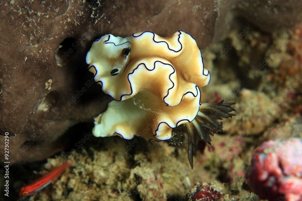 Doriprismatica Atromarginata Nudibranch (Previously Glossodoris Atromarginata). Flores, Komodo National Park, Indonesia