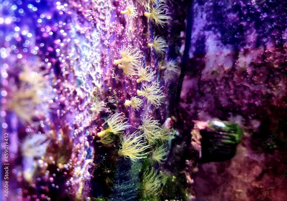 Small glass anemone pest in reef aquarium tank - Exaiptasia or Aiptasia Pallida