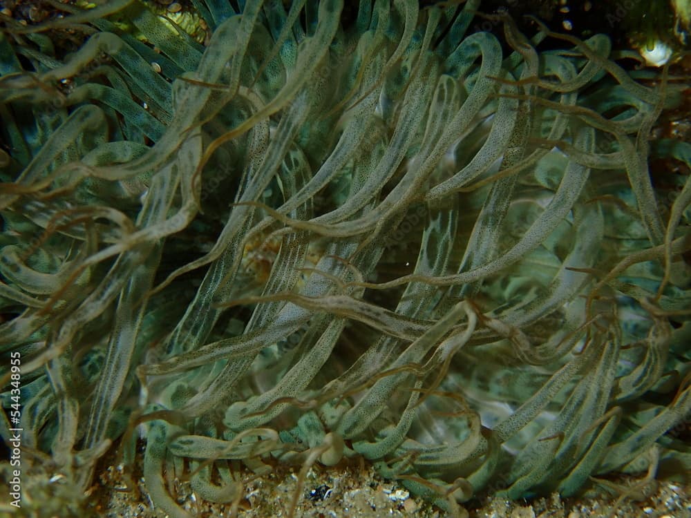 Trumpet anemone or rock anemone, glass anemone (Aiptasia mutabilis) close-up undersea, Aegean Sea, Greece, Halkidiki