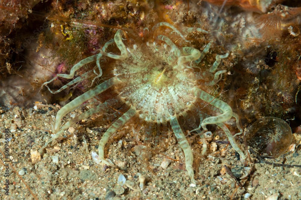 Anemone bruno o attinia mutabile, Aiptasia mutabilis, tra rocce e sedimento