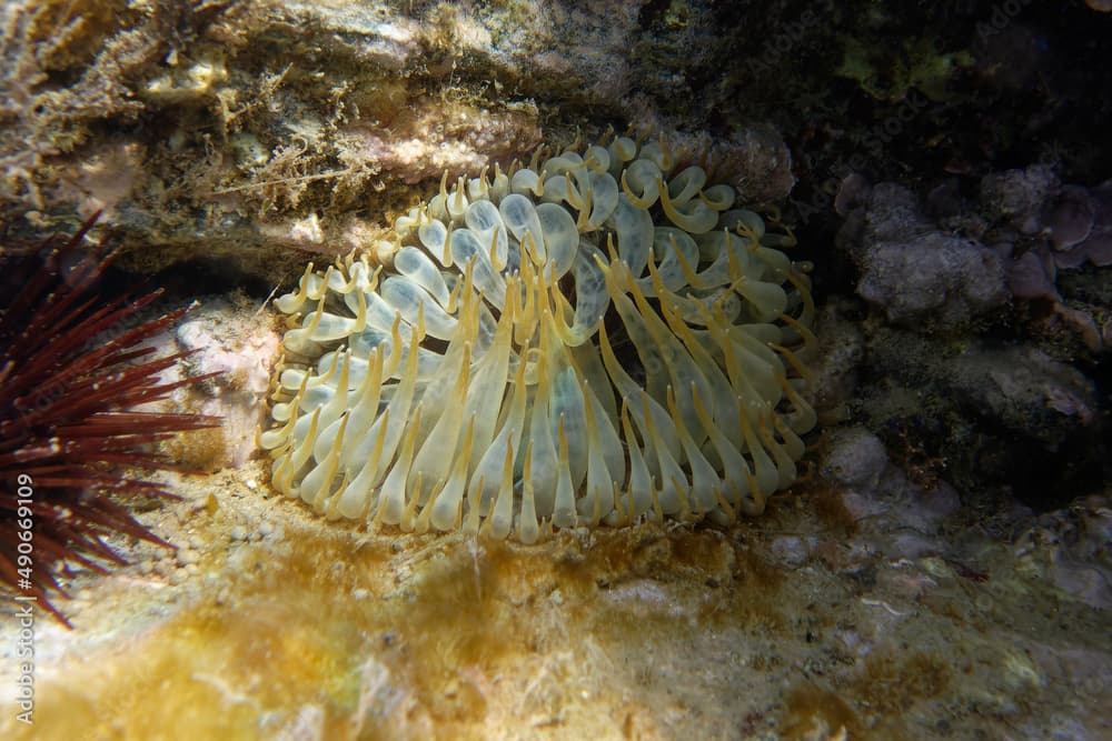 Trumpet anemone (Aiptasia mutabilis) in Mediterranean Sea