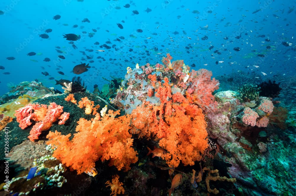 Reef scenic with Philippines chromis, Chromis scotochiloptera, Bangka Island Sulawesi Indonesia.