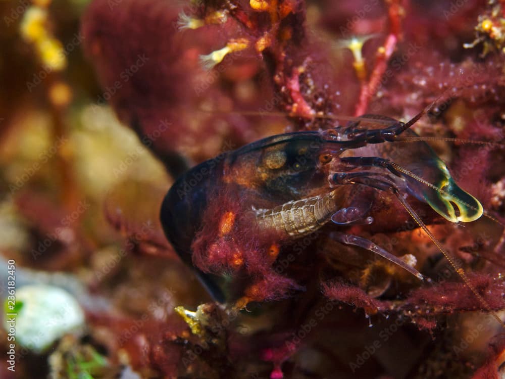 Deman`s snapping shrimp with isopod (Synalpheus demani)