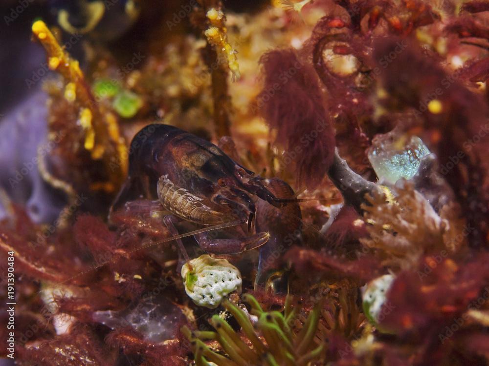 Deman`s snapping shrimp with isopod (Synalpheus demani) 