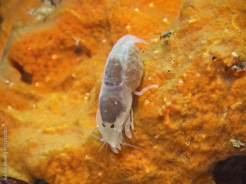 Soft coral snapping shrimp (Synalpheus cf. demani)