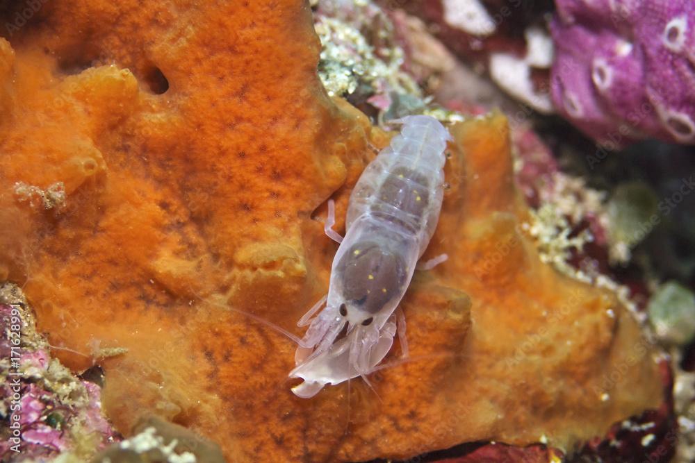 Soft coral snapping shrimp (Synalpheus cf. demani)