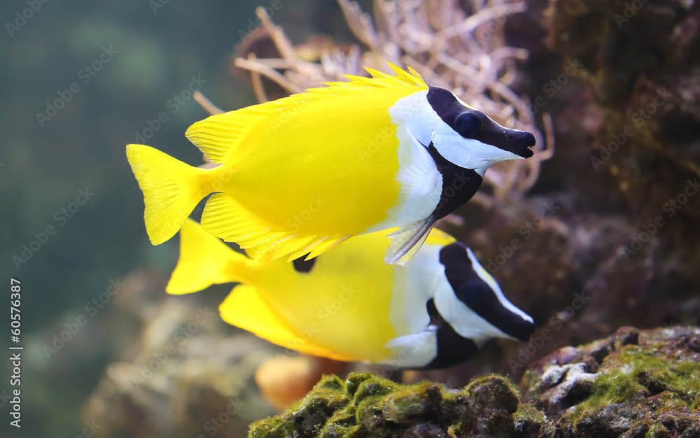 Close-up view of a Foxface rabbitfish (Siganus vulpinus)