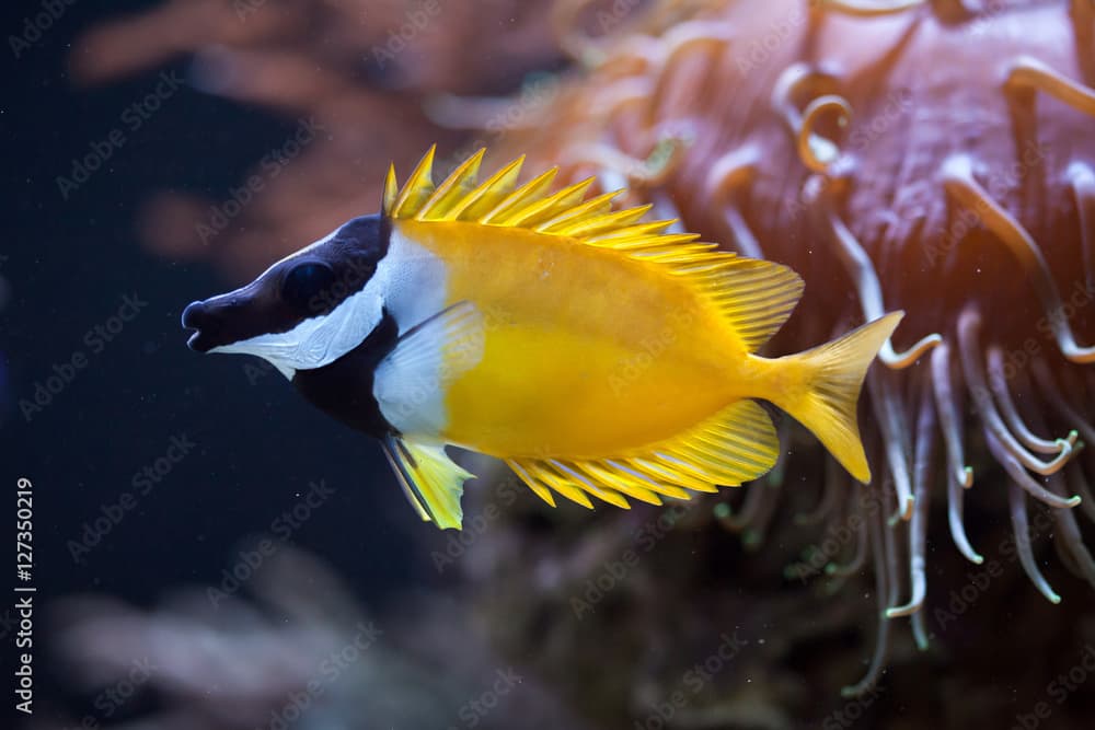 Foxface rabbitfish (Siganus vulpinus).