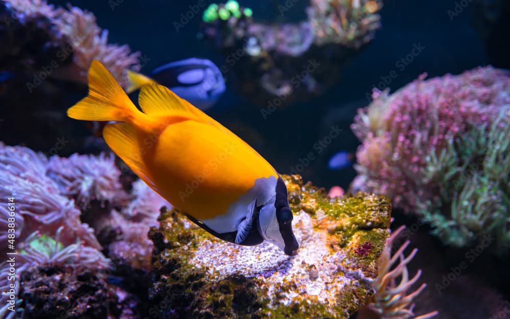 The foxface rabbitfish (Siganus vulpinus) is a species of fish found at reefs and lagoons in the tropical Western Pacific. Tropical Fish. Marine Fish. Copy space for text