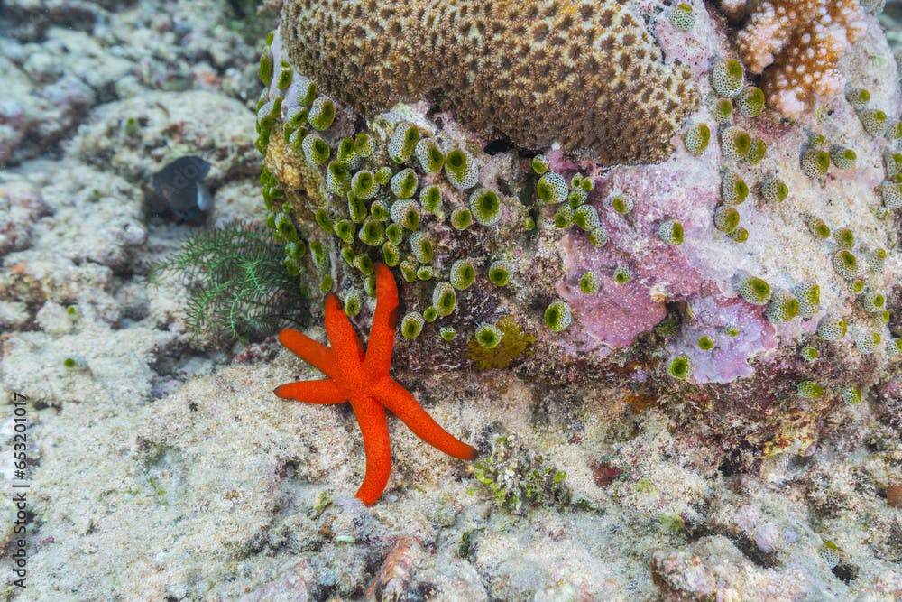 An adult Luzon sea star (Echinaster luzonicus), in the shallow reefs off Bangka Island