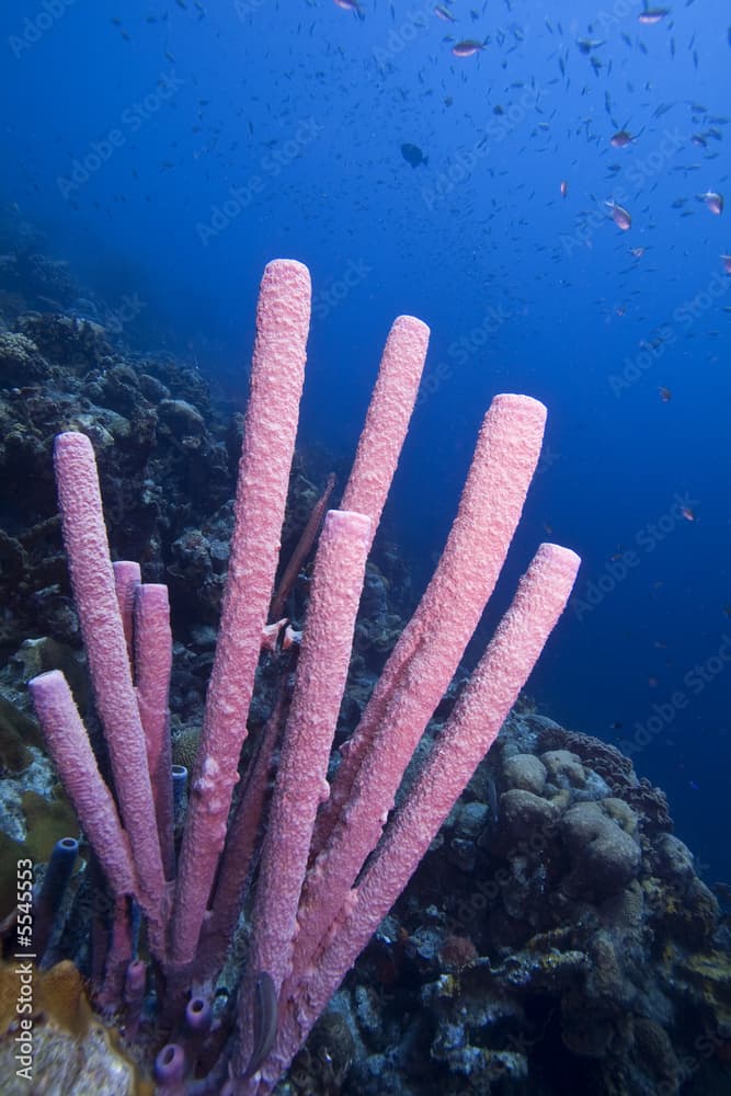 purple vase sponge