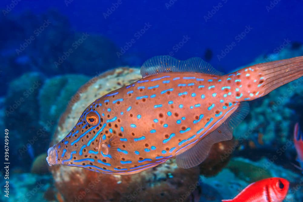 Aluterus scriptus, scrawled filefish