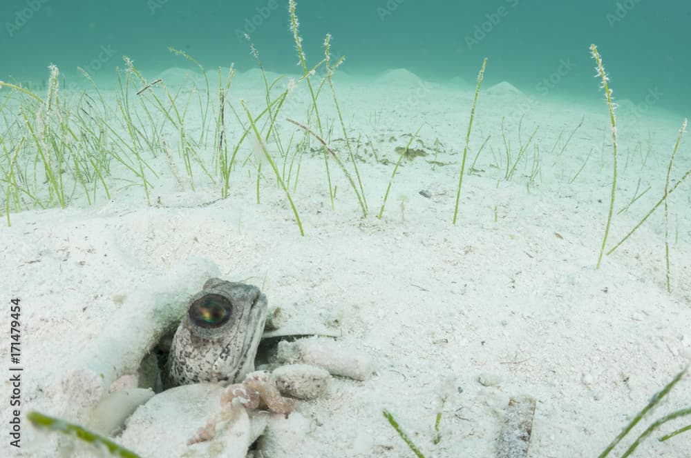 Banded Jawfish at Home