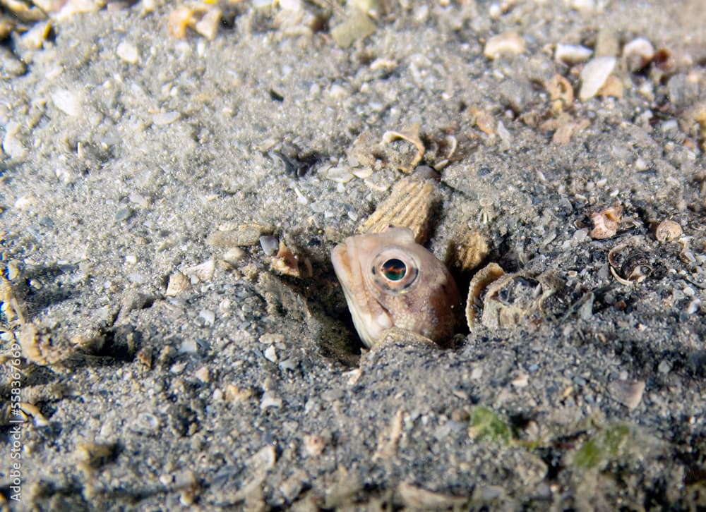 A Banded Jawfish (Opistognathus macrognathus) in Florida, USA