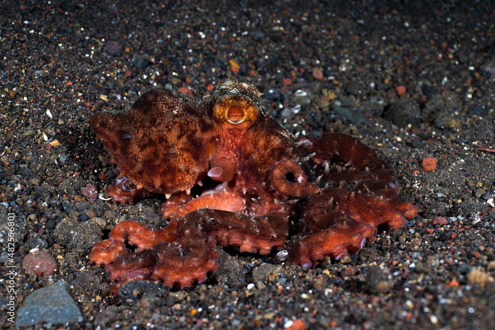 Starry Night Octopus - Callistoctopus luteus on the seabed. Underwater night life of Tulamben, Bali, Indonesia.