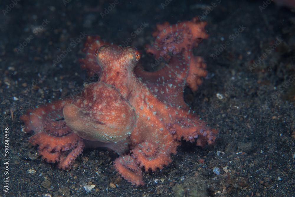 A Starry Night octopus, Callistoctopus luteus, crawls over the black sand seafloor in Lembeh Strait, Indonesia. This colorful cephalopod is nocturnal and rarely seen during daylight hours.